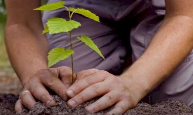 बाँदा : शोभाकार पौधों से सजेंगी शहर की वीआईपी सड़कें