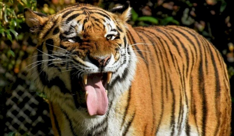 यूपी में बाघों पर काबू पाने के लिए चित्रकूट सहित चार रेस्क्यू सेंटर बनाने को मंजूरी