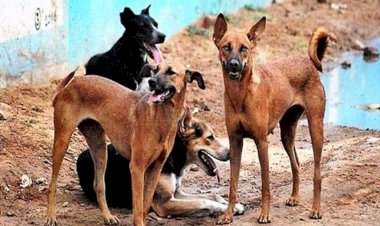 हमीरपुर : आवारा कुत्ते हुए आदमखोर, एक सप्ताह में 16 बकरियाें को बनाया निवाला