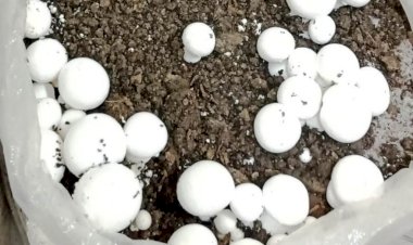 बुंदेलखंड की महिलाओं को मशरूम उत्पादन का प्रशिक्षण देगा कृषि विश्वविद्यालय 