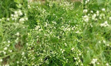 गाजर घास फसलों के अलावा मनुष्यों और पशुओं के लिए खतरनाक