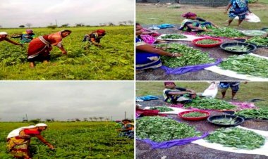 गौठान से जुड़कर यह महिलाएं बन रही हैं आत्मनिर्भर