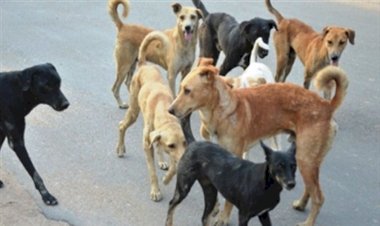 अचानक एक दर्जन से अधिक कुत्तों की एक साथ मौत से गाँव मे दहशत