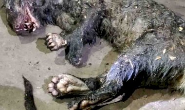 अजीब प्रजाति के जानवर ने किया कई पर हमला, लोगों ने मार डाला