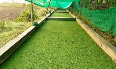 बुन्देलखण्ड के किसानों व पशुपालकों के लिए वरदान साबित होगी ‘डकवीड की खेती’