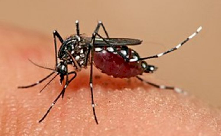 हमीरपुर में डेंगू की चपेट में आए दरोगा समेत चार लोग
