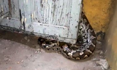 लखनऊ फाटक क्रासिंग के केबिन में घुसा विशालकाय अजगर, कर्मियों में मचा हड़कम्प