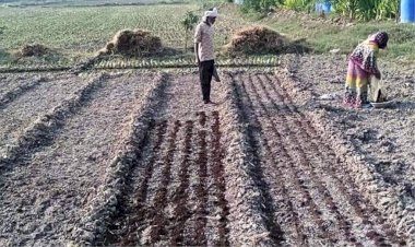 पराली को जलाने की बजाय जैविक खाद बना रहे बांदा के किसान