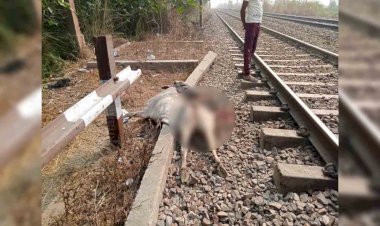 मालगाड़ी से टकराये आधा दर्जन से अधिक गोवंश, आधा घंटा बाधित रहा दिल्ली हावड़ा रूट