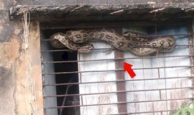नरैनी के ब्लॉक परिसर में दस फुट लंबा अजगर सांप निकलने से मचा हड़कम्प