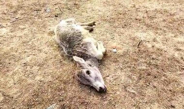 गायों को जिंदा दफन करने का मामला अभी थमा नहीं, गौशालाओं में बेमौत मर रही है गायें