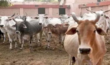 बेजुबान गोवंश की आवाज उठाने वाले के खिलाफ मुकदमा दर्ज होने पर, विरोध में शुरू हुआ अनशन 