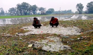 हमीरपुर : साढ़े चार हजार हेक्टेयर में 16 करोड़ का नुकसान