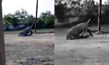 हिंसक हुई नील गाय ने किसान को तब तक पटक पटक कर मारा, जबतक जान... बेहद डरावना है वीडियो