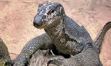 शर्मनाक : मॉनिटर छिपकली के साथ हुआ गैंगरेप, सीसीटीवी फुटेज में दिखी हैवानियत