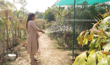 इन्हें पेड़ पौधों का इतना बड़ा शौक, मैडम ने 4 बीघा जमीन में नर्सरी बना डाली