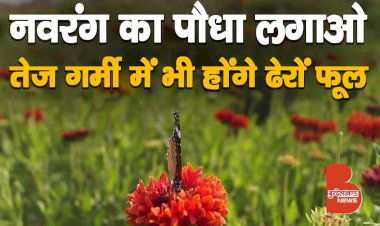 नवरंग पौधा, नाम नहीं सुना, तो यहाँ देख लीजिये, तेज गर्मी में भी होंगे ढेरों फूल | Navranga Flower