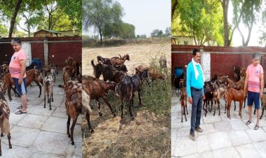 बकरियो की उन्नत नस्ल सिरोही बुंदेलखंड के किसानों के लिए वरदान साबित होगी