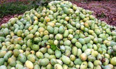 आम की बागवानी को प्रदेश सरकार दे रही है बढ़ावा