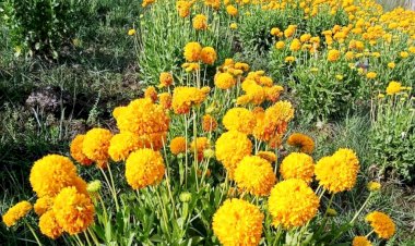 प्रचंड गर्मी में बुंदेलखंड की सूखी धरती में किसान कर रहा है गैलार्डिया (नवरंगा)  फूलों की खेती