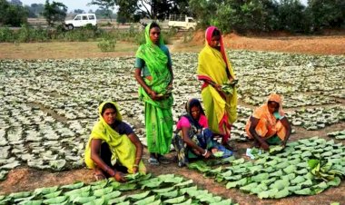 पान मसाला गुटखा का अधिक प्रचलन होने से बीड़ी का धंधा मंदा, तेंदूपत्ता पर बुरा असर
