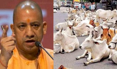 बुंदेलखंड में अन्ना गोवंशों से मिलेगी निजात, योगी सरकार ने खोला खजाना, टीवीसीसी बनने की राह आसान