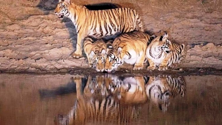 पन्ना नेशनल पार्क में तेंदुए ने नीलगाय का किया शिकार, तीन शावकों के साथ प्यास बुझाते नजर आई बाघिन