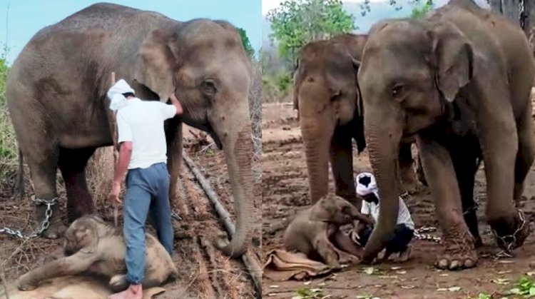 पन्ना टाइगर रिजर्व की हाथी केनकली ने नर हाथी को जन्म दिया