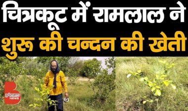 बुंदेलखंड के चित्रकूट में रामलाल ने शुरू की चंदन की खेती | sandalwood tree farming