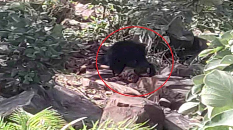 आदमखोर भालू ने दंपती को मार डाला, 5 घंटे तक मृत शरीर पर करता रहा चहलकदमी