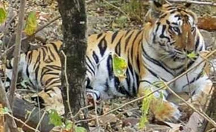 पन्नाा टाइगर रिजर्व को आबाद वाले बाघ की संदिग्ध मौत