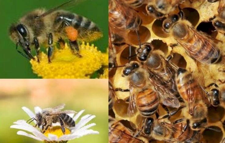 बुंदेलखंड मेें आयेगी यूरोपियन मधुमक्खी, बढेगा शहद का उत्पादन