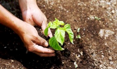 बांदा में बुधवार को वन महोत्सव मनाया जाएगा, मरौली झील में सहकारिता मंत्री करेंगे पौधरोपण