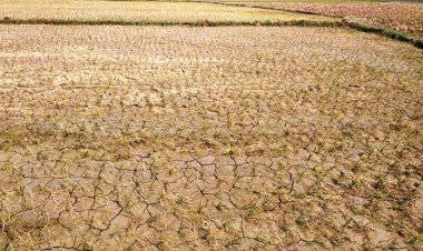 मानसून की दगाबाजी से 30 फीसदी धान की रोपाई सूखी, किसान हुआ बेहाल