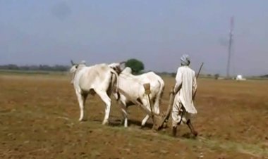 एक सप्ताह बारिश न हुई तो बांदा होगा सूखाग्रस्त घोषित, सूखे से निपटने को कार्य योजना तैयार