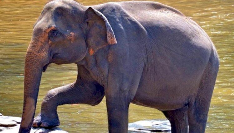 रेंज ऑफिसर की हत्या करने वाले हाथी रामबहादुर ने अपने महावत को मौत के घाट उतारा