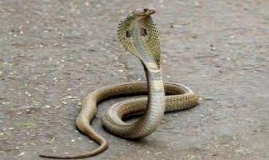 दर्दनाक : सोते समय सांप ने एक ही परिवार के 4 बच्चों को डसा, तीन बच्चों की मौत