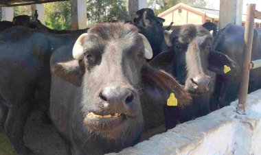 बांदा : 10 दिन पहले 47 भैंसों से लदे कंटेनर को लूटने वाले चार बदमाश महोबा से किए गए गिरफ्तार