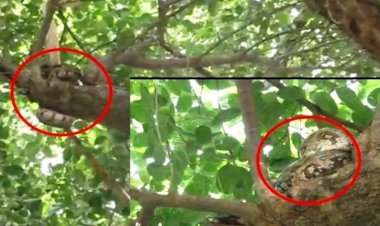 यमुना, बेतवा नदियों के उफान से जान बचाकर पेड़ पर लिपटा अजगर