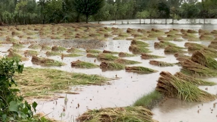 बुंदेलखंड में बाढ़ से उरद, तिल, मक्का सहित कई फसलों का हुआ नुकसान, सर्वे शुरू