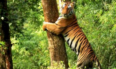 चित्रकूट में टाइगर रिजर्व बनने से पर्यटन के साथ रोजगार को बढावा