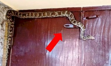 भाजपा विधायक के जनसम्पर्क कार्यालय में पहुंचा अजगर, जान बचाकर भागे कार्यकर्ता