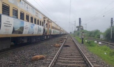 ट्रेन के सामने आ गया भेड़ों का झुंड, रेलवे ट्रेक पर 50 से ज्यादा भेड़ों की कटकर मौत