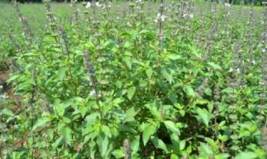 तुलसी की खेती बुंदेलखंड के किसानों की बदल रही है तकदीर