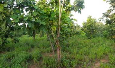 चित्रकूट : रैपुरा रेंज के मदना अड़बंगा जंगल में कीमती सागौन के पेड़ो की तस्करी