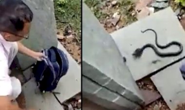 छात्रा के साथ स्कूल पहुंची नागिन, देखकर बच्चों में मचा हड़कंप