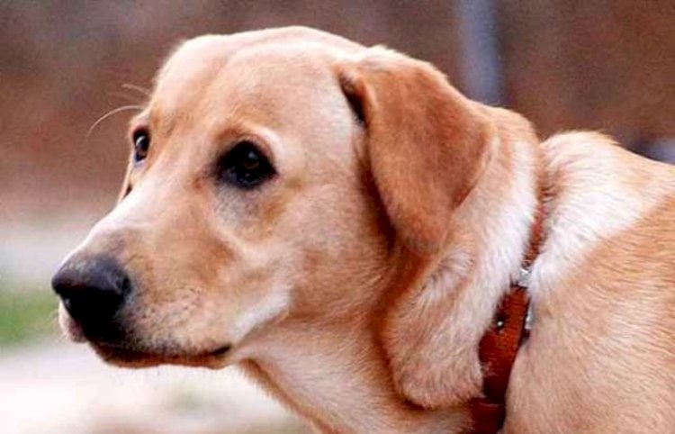 पालतू कुत्ते ने युवक के प्राइवेट पार्ट में काटा, घटना के वक्त मुकदर्शक बना रहा कुत्ता पालक