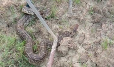 जुड़वां अजगरों को रेस्क्यू कर वन विभाग ने पकड़ा