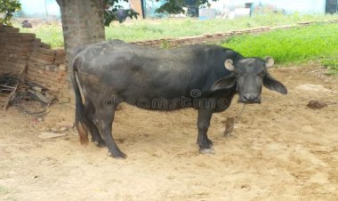 बांदा : खेत में भैंस घुसने पर बड़े भाई ने छोटे भाई को दे दी मौत की सजा