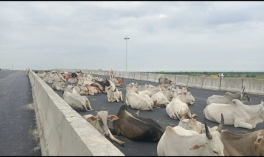 गोवंश के कारण मौत को गले लगाने को, मजबूर होते हैं किसान